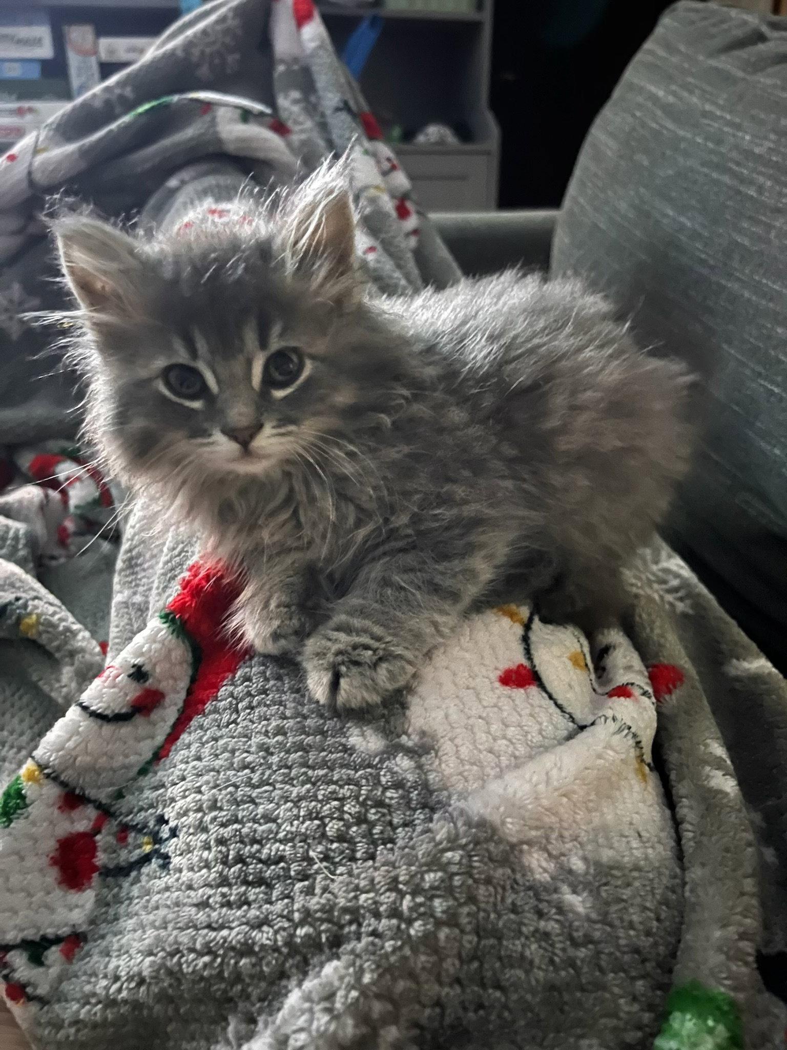 Enlarge The T Litter - Tony, a Adoptable Domestic Long Hair in Mattoon, IL image 1/2