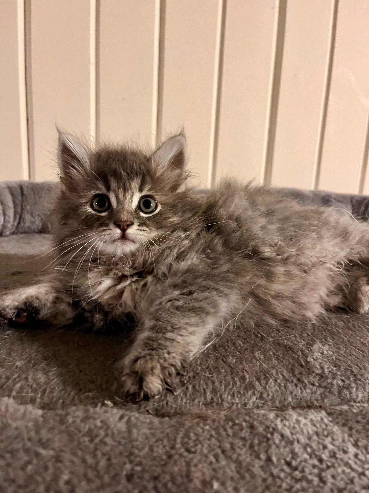 Enlarge The T Litter - Tony, a Adoptable Domestic Long Hair in Mattoon, IL image 2/2