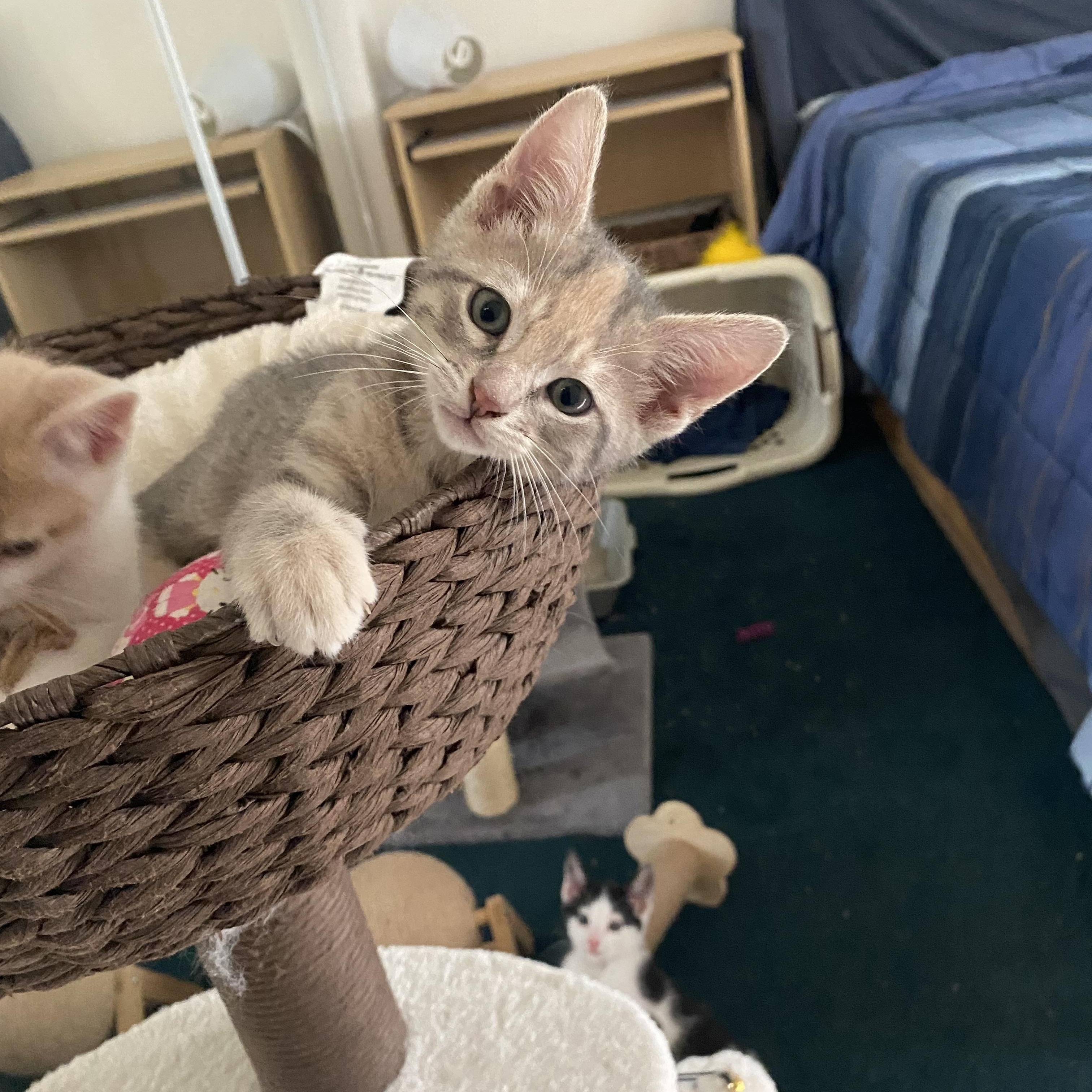 Confetti and babies, ADOPTABLE, Kitten Female Calico.