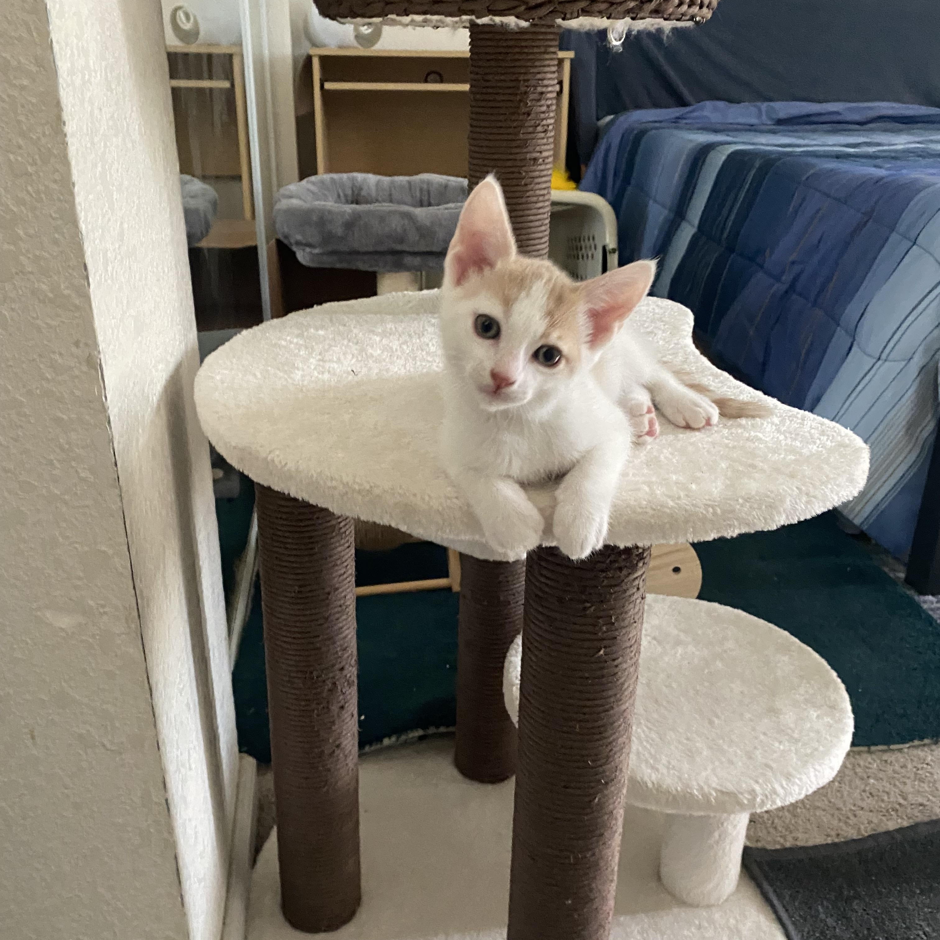 Enlarge Confetti and babies, a ADOPTABLE mixed breed in Hayward, CA image 2/6