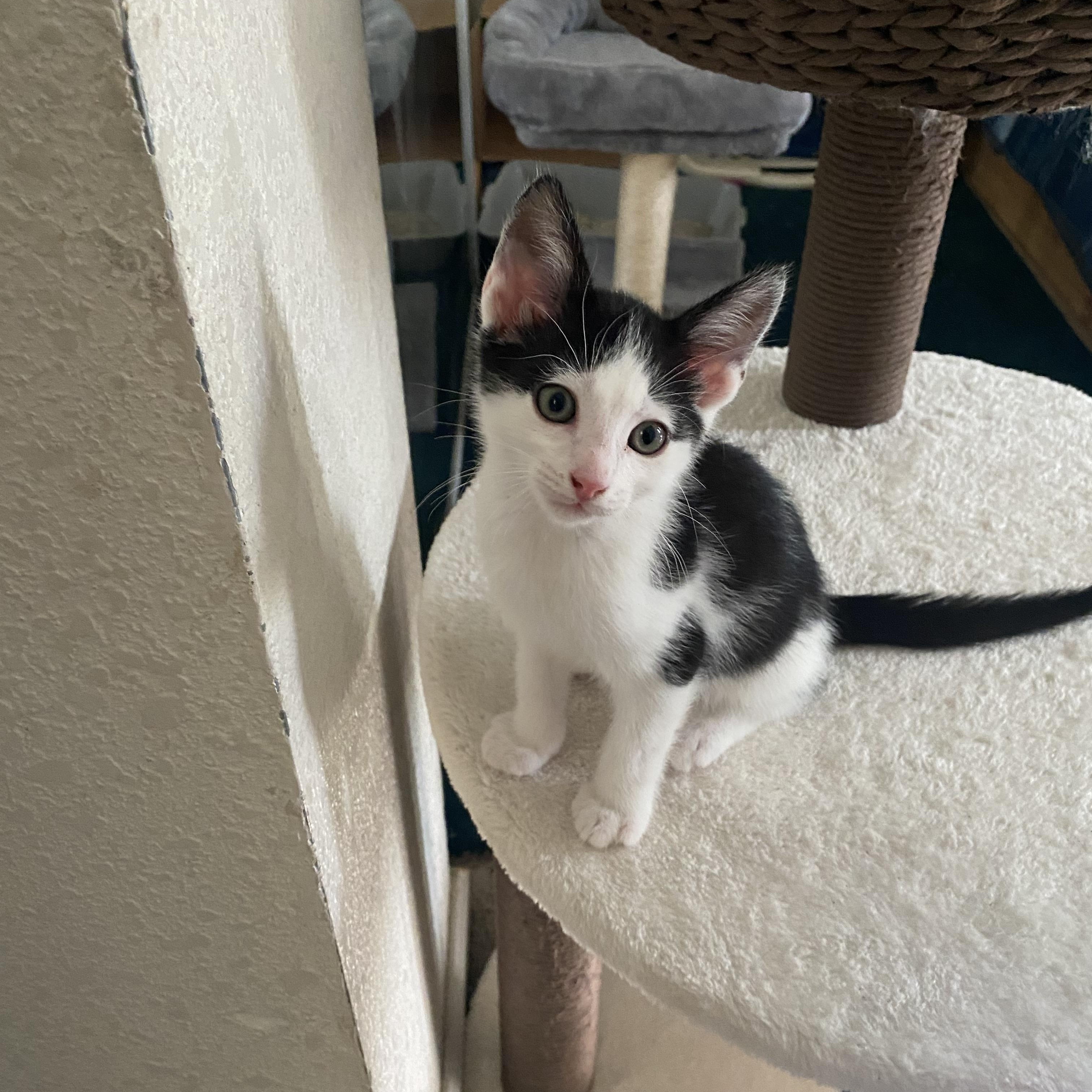 Enlarge Confetti and babies, a ADOPTABLE mixed breed in Hayward, CA image 3/6