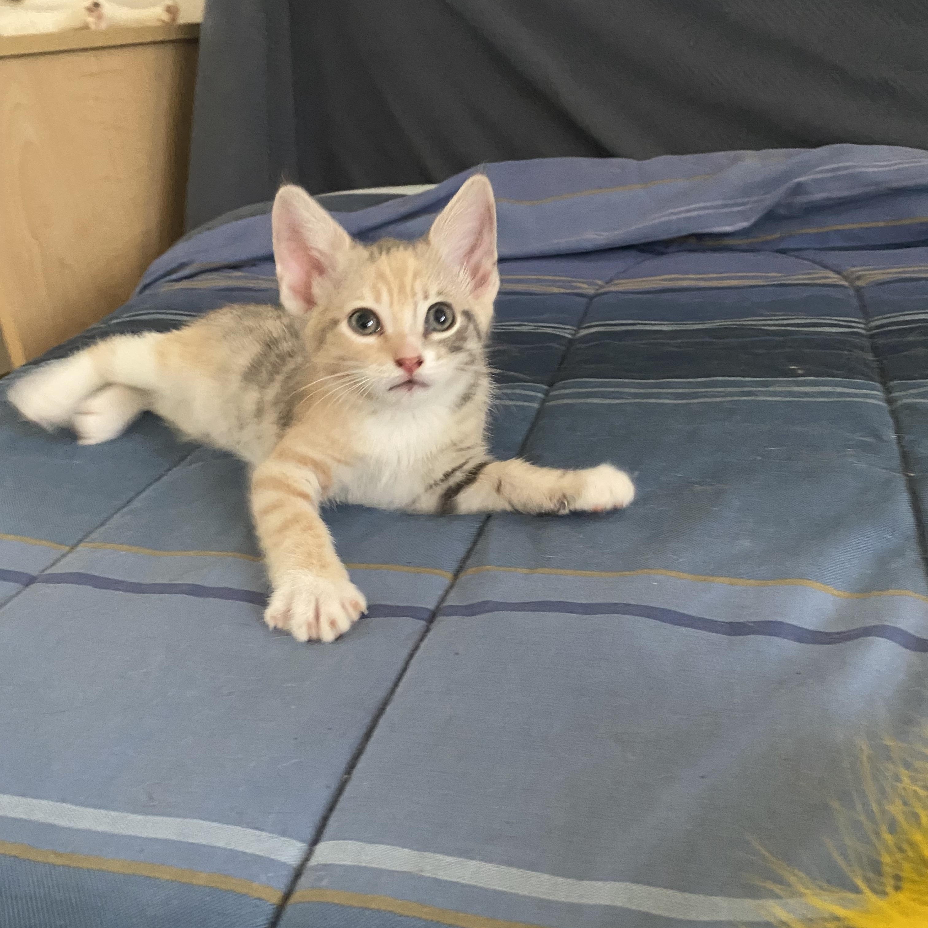 Enlarge Confetti and babies, a ADOPTABLE mixed breed in Hayward, CA image 4/6
