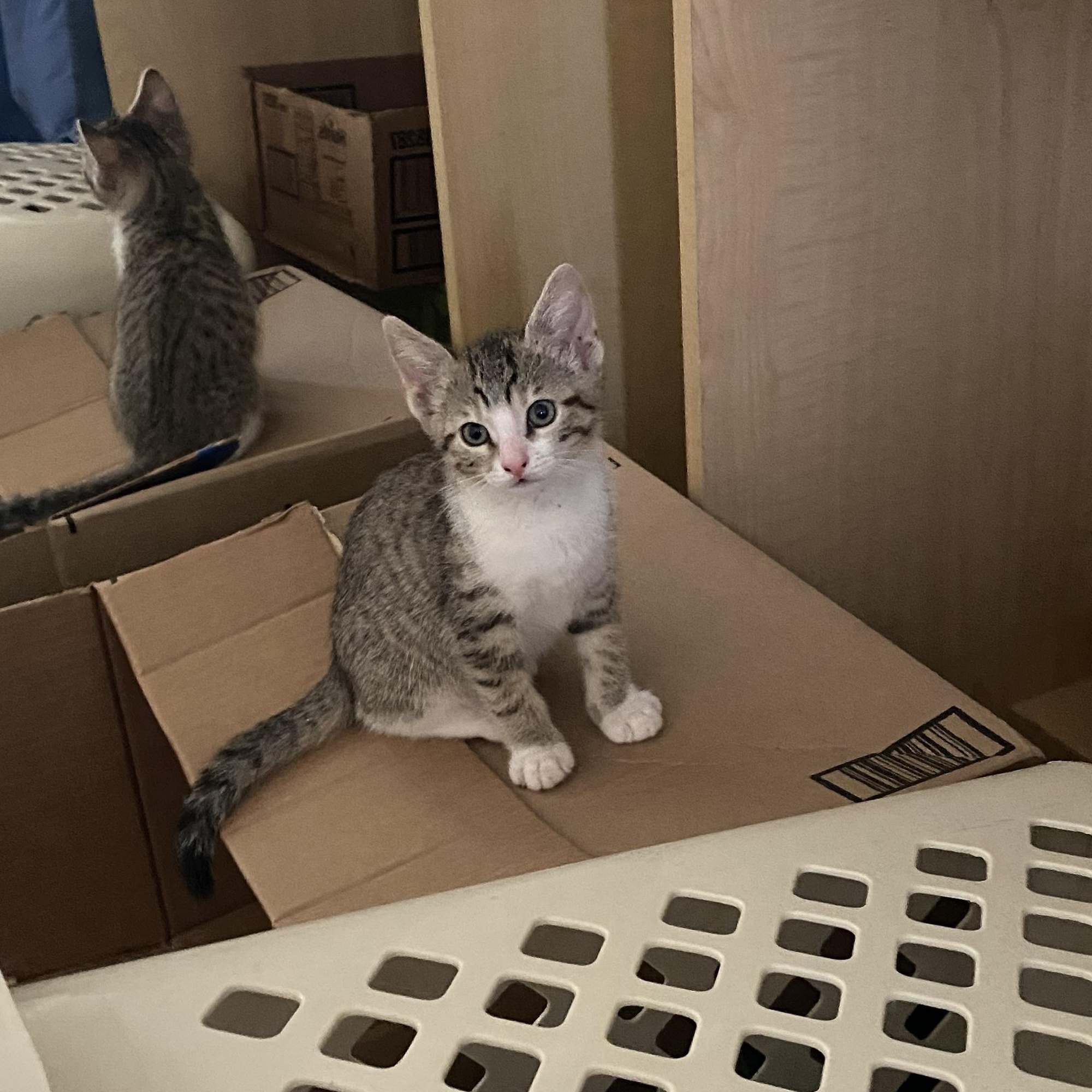 Enlarge Confetti and babies, a ADOPTABLE mixed breed in Hayward, CA image 5/6