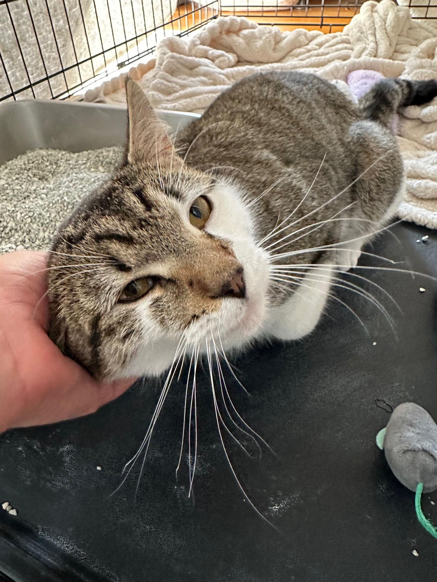 Enlarge Connor, a ADOPTABLE Domestic Short Hair in Melrose, MA image 4/6