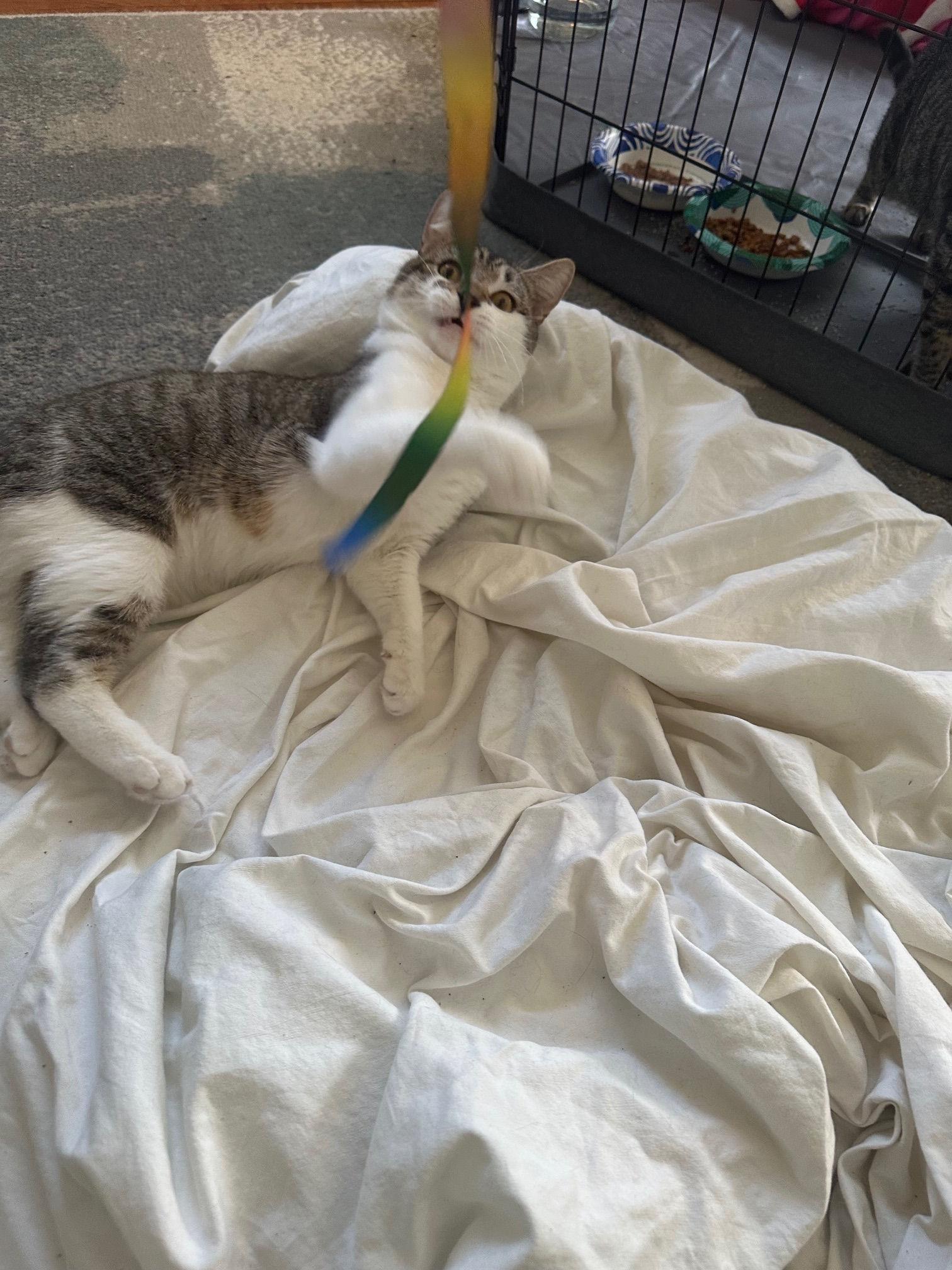 Enlarge Connor, a ADOPTABLE Domestic Short Hair in Melrose, MA image 5/6