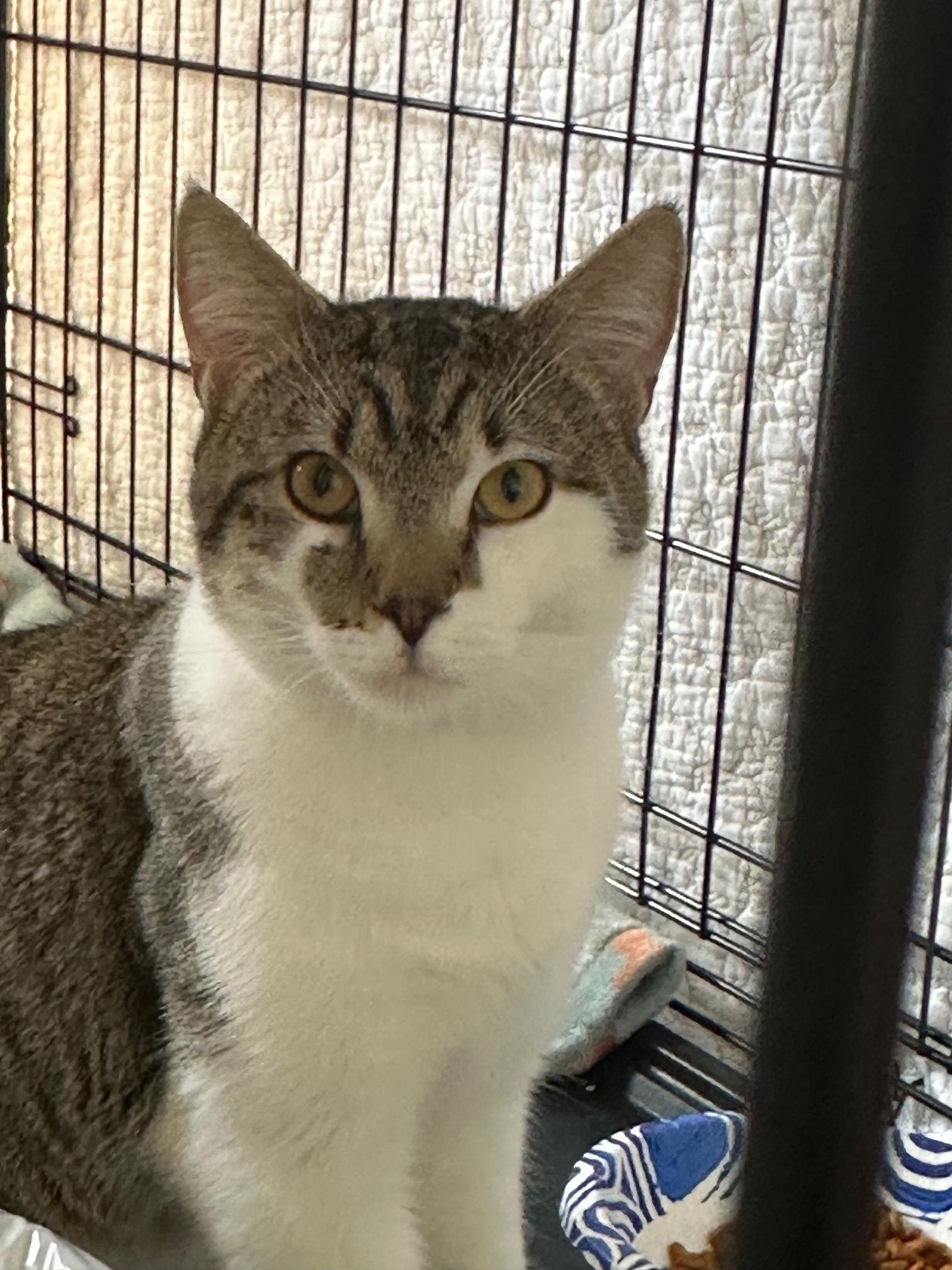 Connor, ADOPTABLE, Young Male Domestic Short Hair.