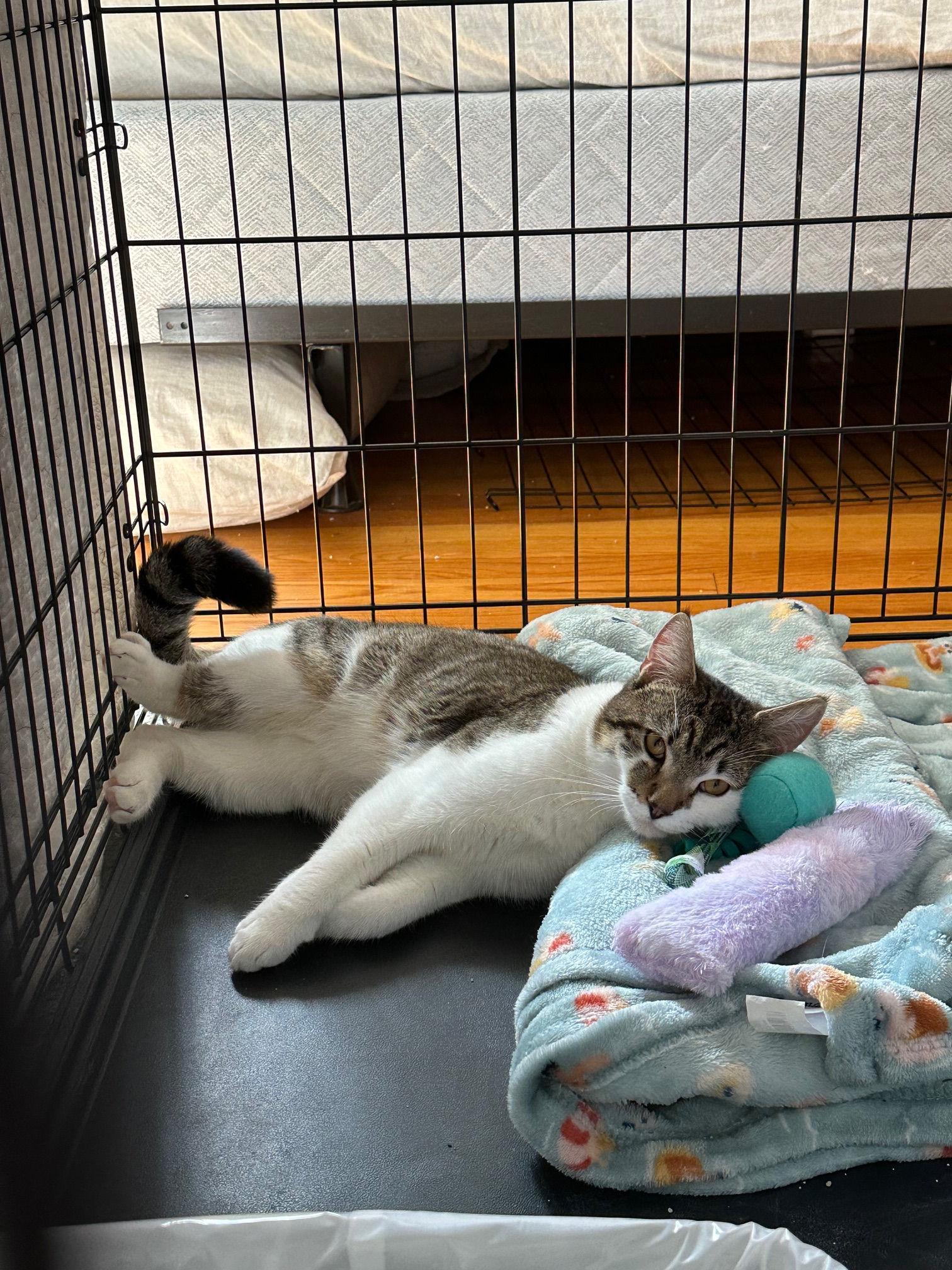 Enlarge Connor, a ADOPTABLE Domestic Short Hair in Melrose, MA image 2/6