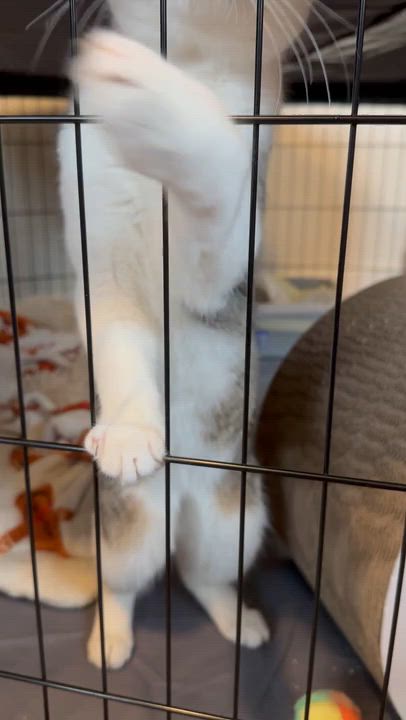 Enlarge Connor, a ADOPTABLE Domestic Short Hair in Melrose, MA video 6/6