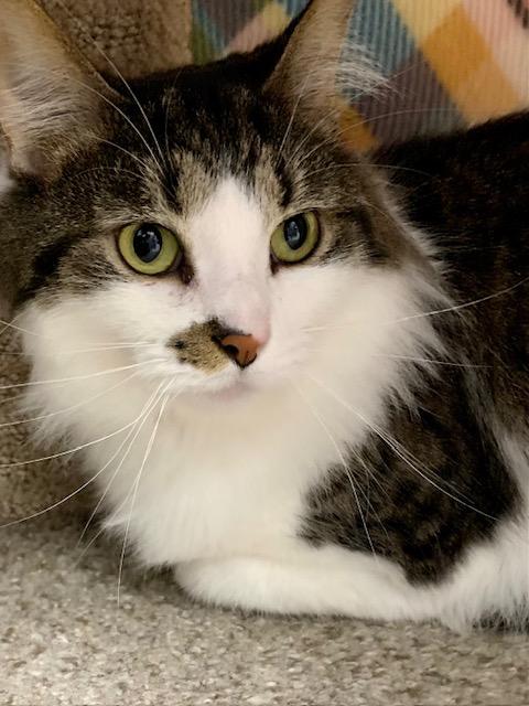 Rowena *, a Adoptable Domestic Long Hair in Douglas, MI image 1/5