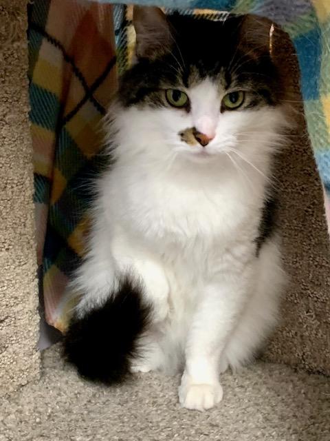 Rowena *, a Adoptable Domestic Long Hair in Douglas, MI image 2/5