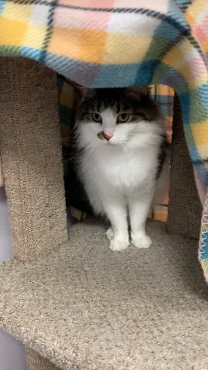 Enlarge Rowena *, a Adoptable Domestic Long Hair in Douglas, MI video 5/5