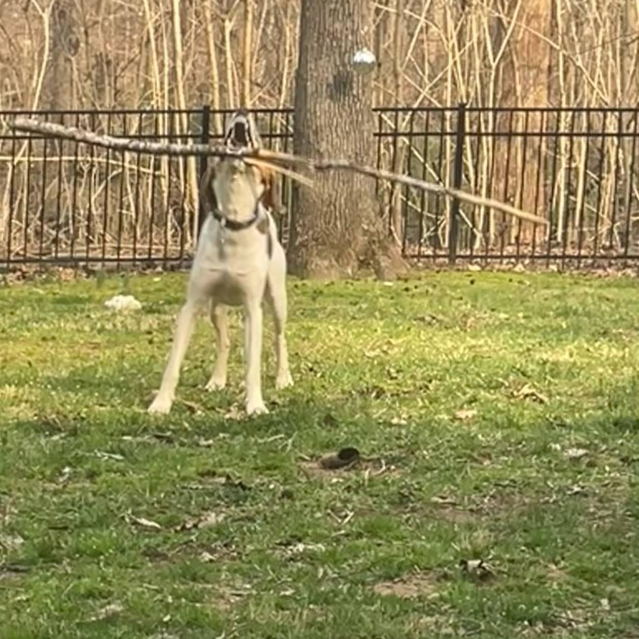 Cooper, a Adoptable mixed breed in Greensboro, NC image 2/5