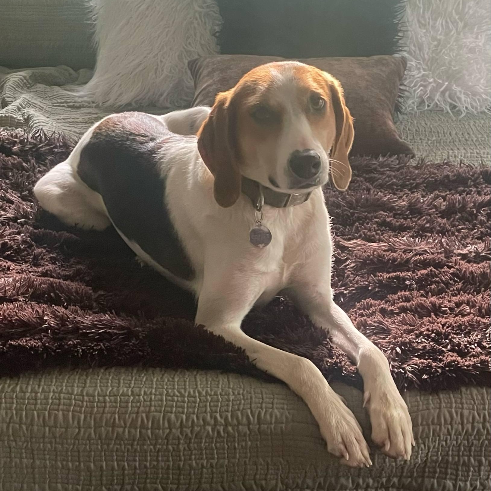 Cooper, a Adoptable mixed breed in Greensboro, NC image 1/5