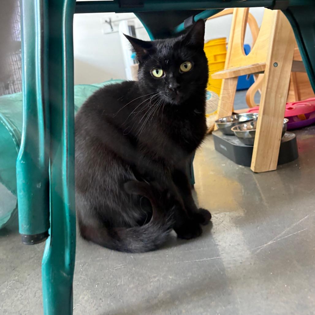 Enlarge Brooke, a Adoptable Domestic Short Hair in Normal, IL image 1/2