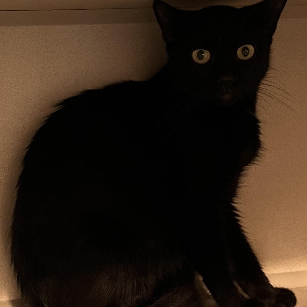 Brooke, Adoptable, Adult Female Domestic Short Hair.