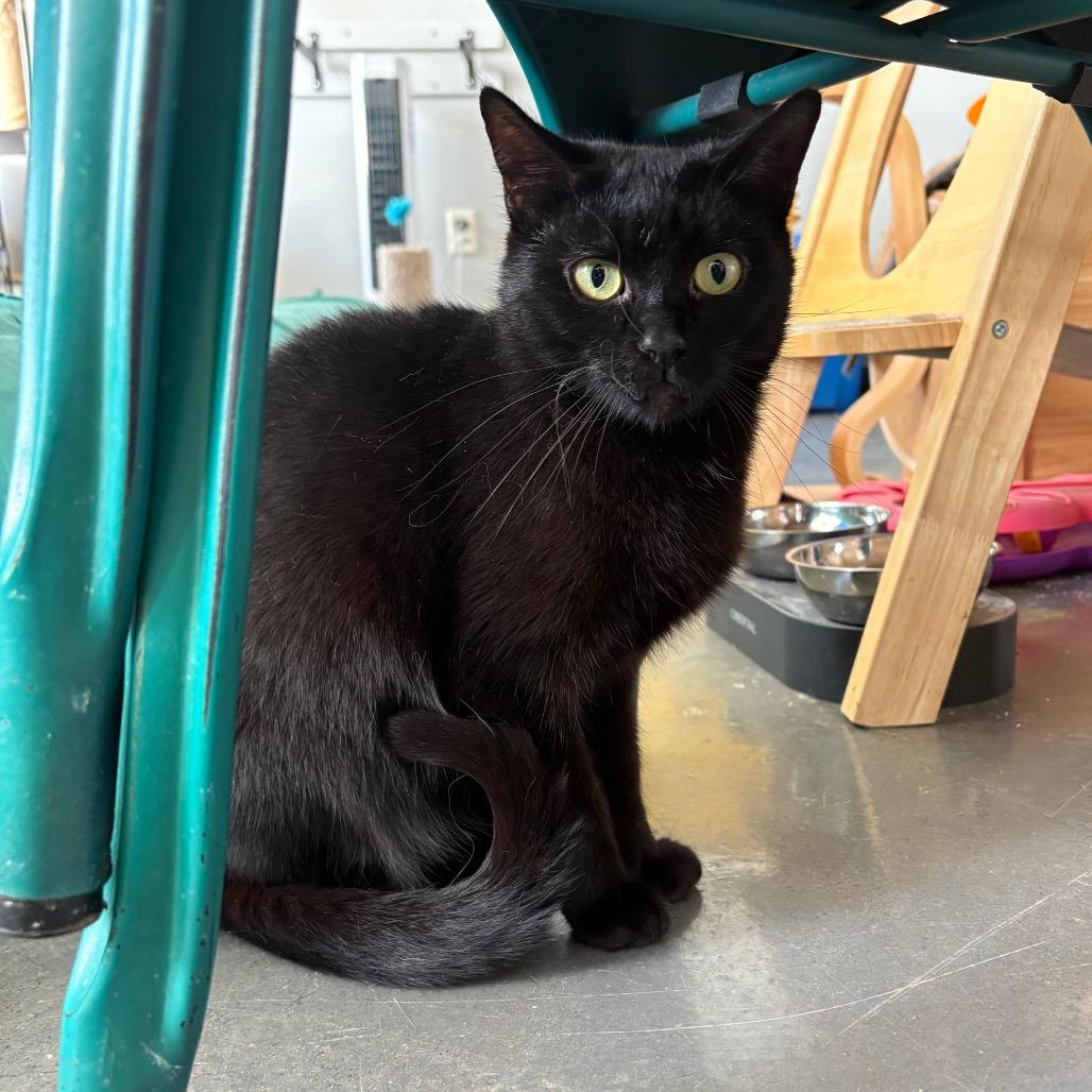 Enlarge Brooke, a Adoptable Domestic Short Hair in Normal, IL image 2/2