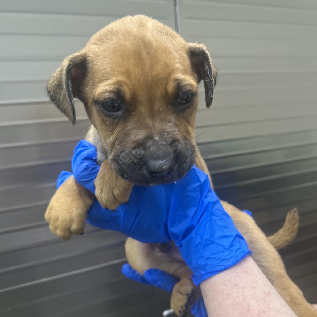 Fritz, Adoptable, Puppy Male Terrier.