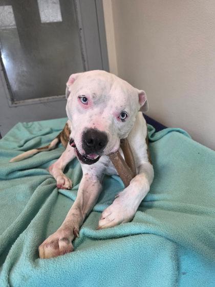 L.P., Adoptable, Adult Male Terrier & Mixed Breed.