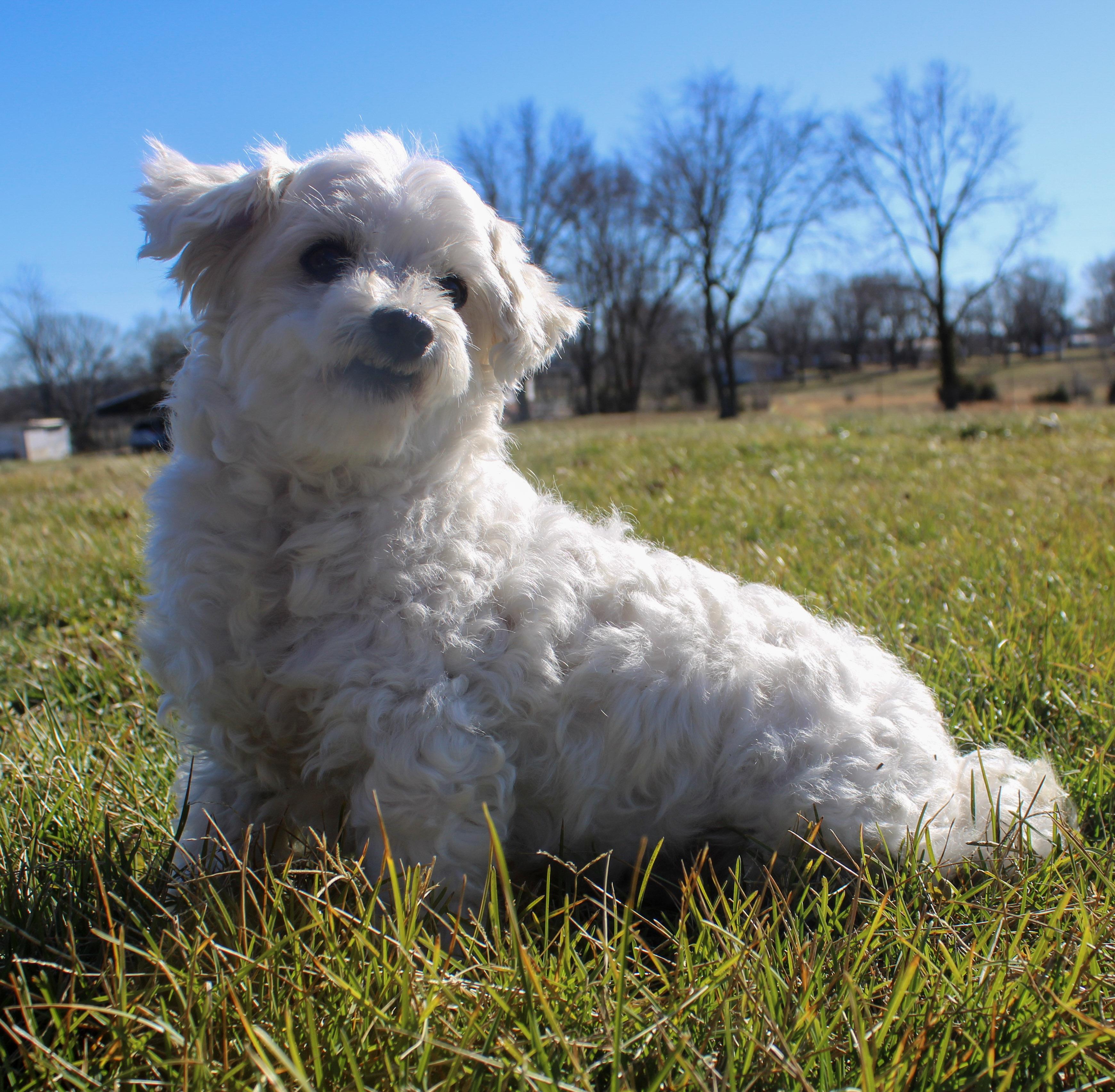 Goober, ADOPTABLE, Adult Male Maltese.
