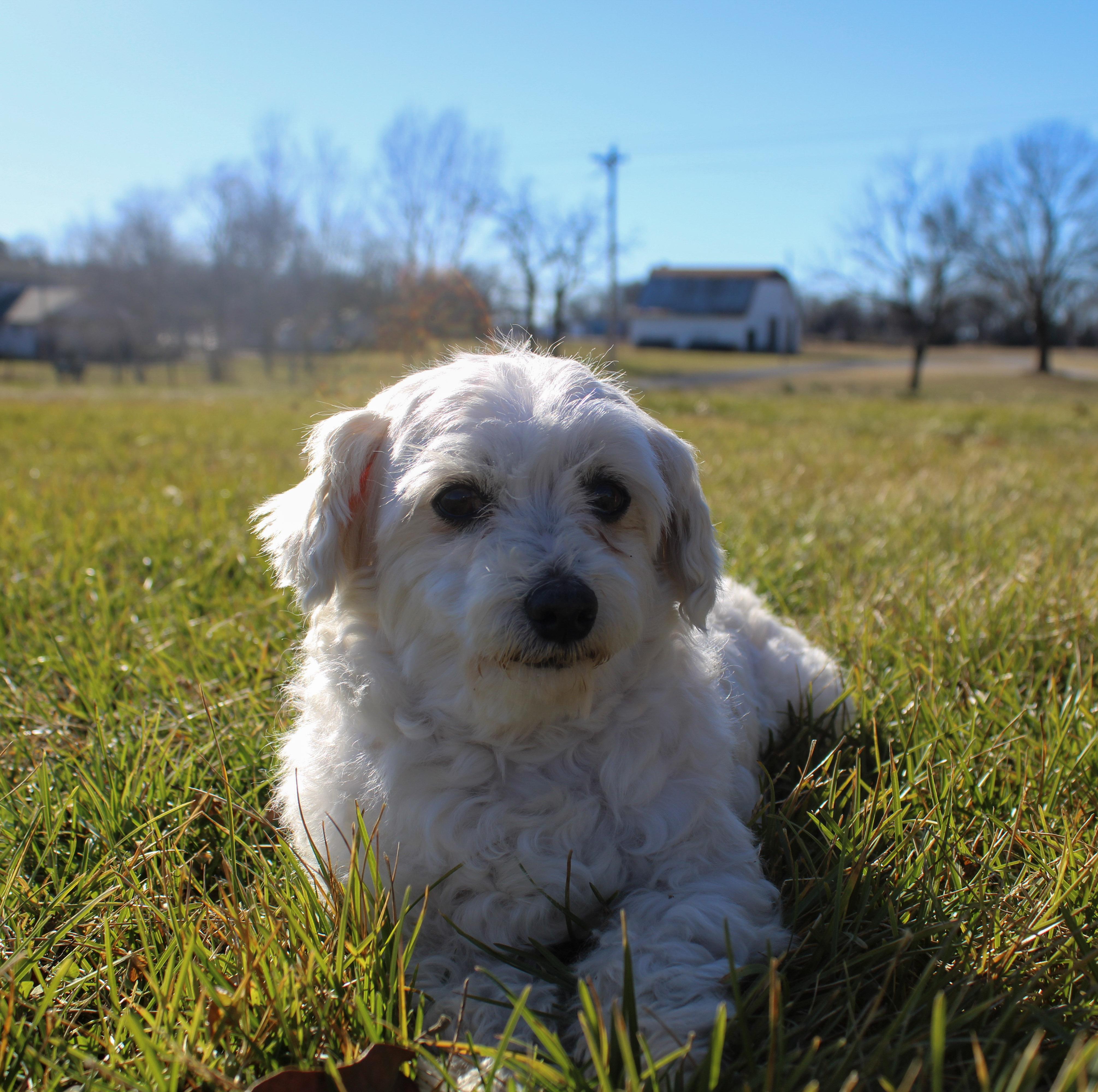 Enlarge Goober, a ADOPTABLE Maltese in Neosho, MO image 3/3