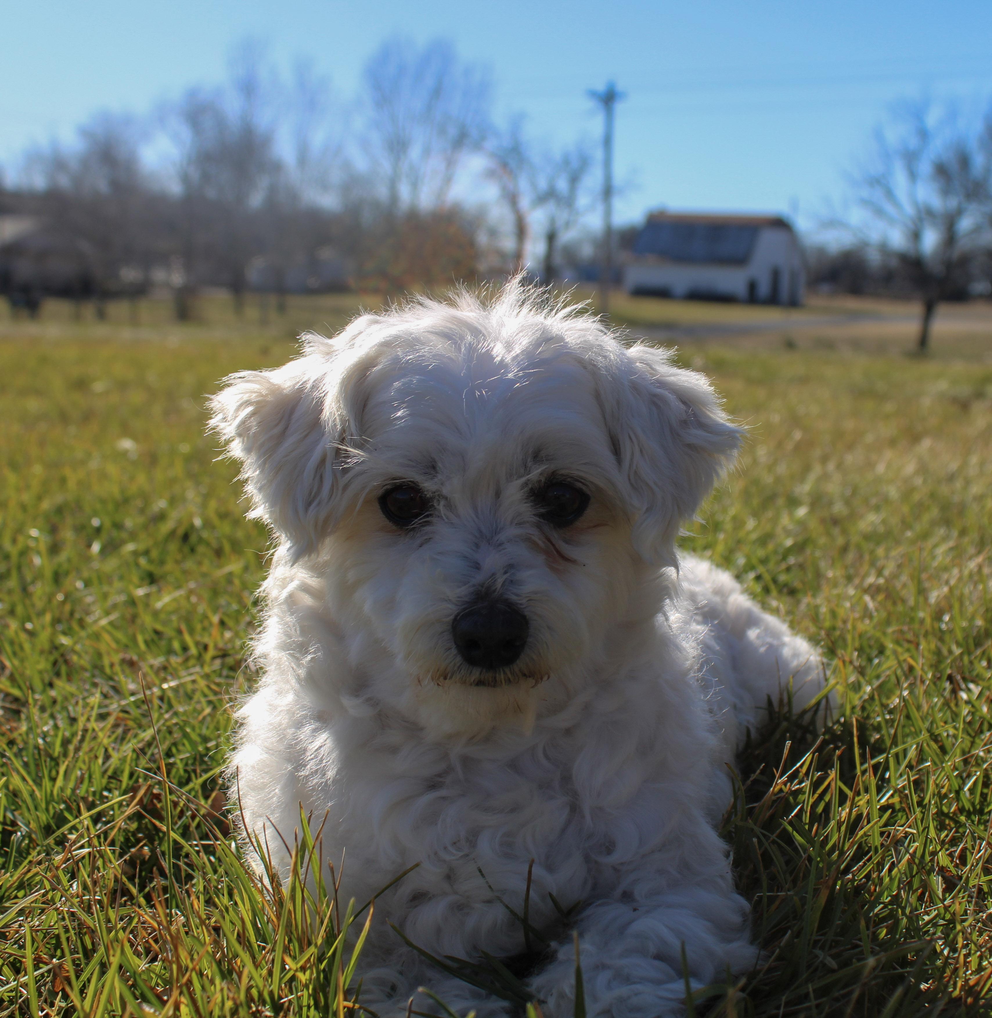 Enlarge Goober, a ADOPTABLE Maltese in Neosho, MO image 2/3