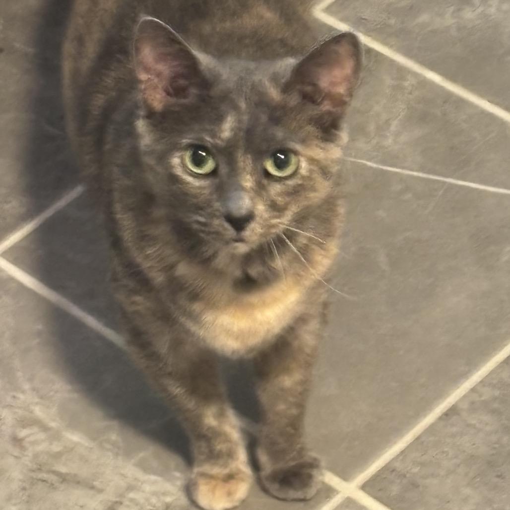 Rosalee, Adoptable, Adult Female Domestic Short Hair.