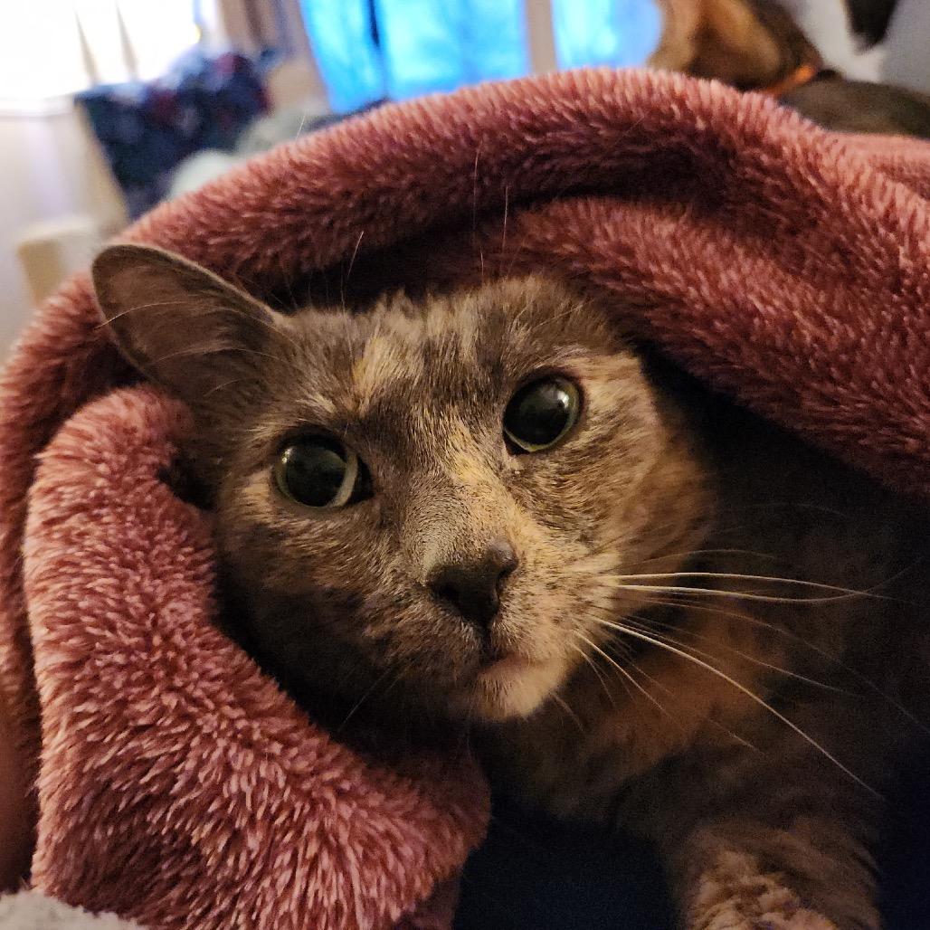 Enlarge Rosalee, a Adoptable Domestic Short Hair in La Grange, KY image 2/3