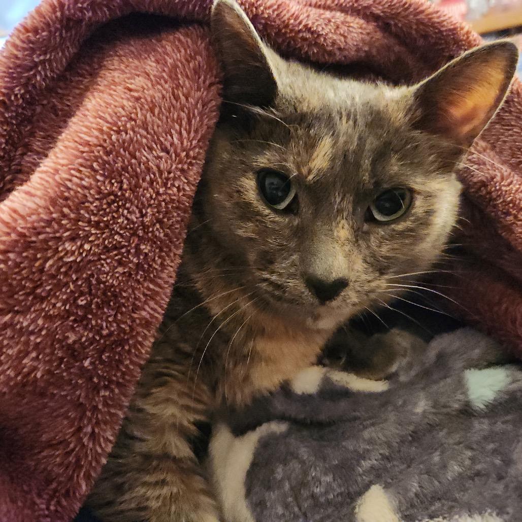 Enlarge Rosalee, a Adoptable Domestic Short Hair in La Grange, KY image 3/3