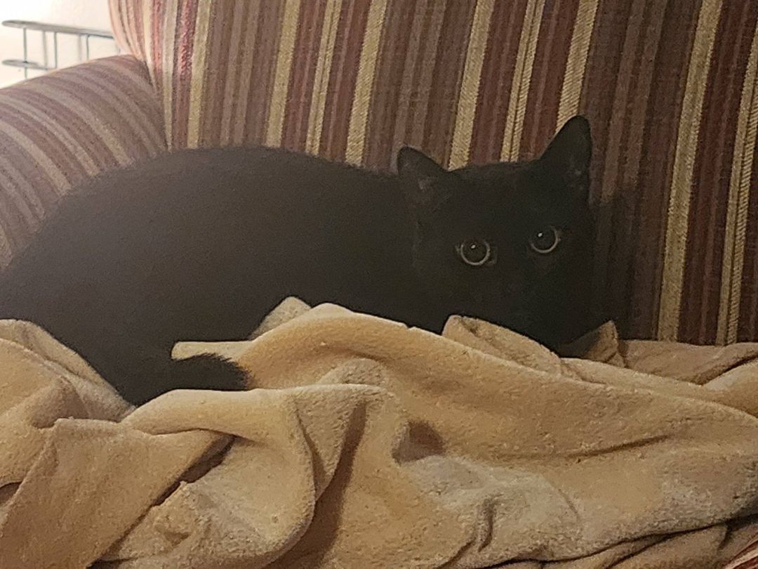 Papillion , a Adoptable Domestic Short Hair in Grand Island, NY image 1/4