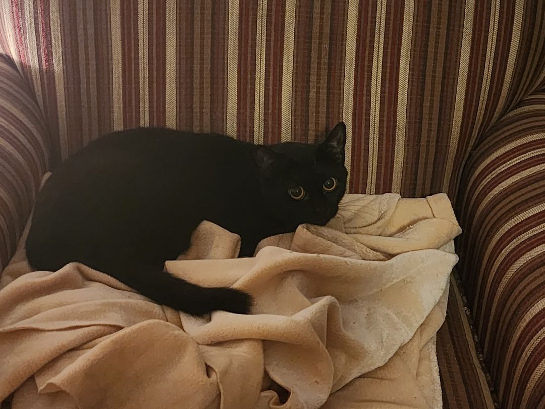 Papillion , a Adoptable Domestic Short Hair in Grand Island, NY image 2/4