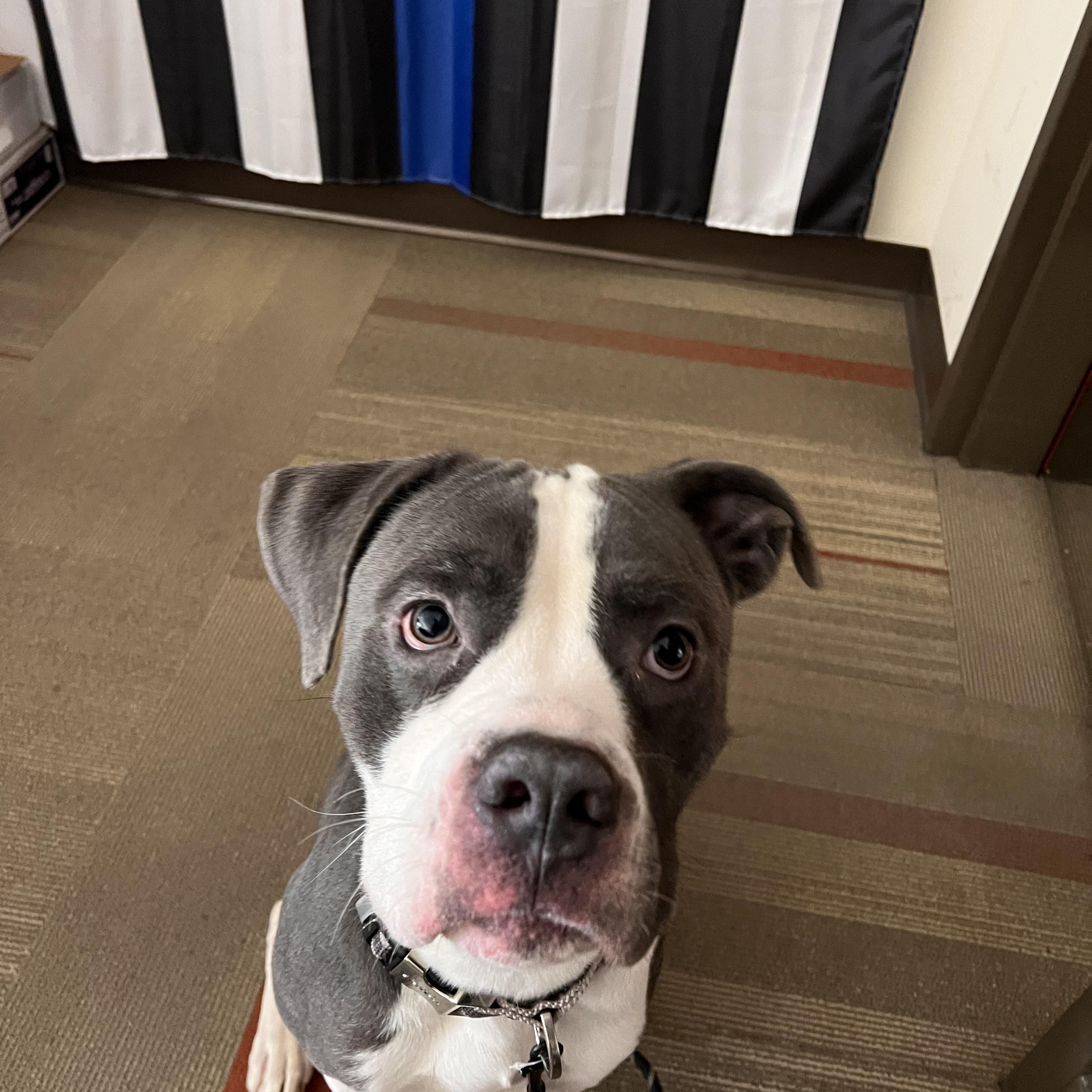 Gordon, Young Male Pit Bull Terrier