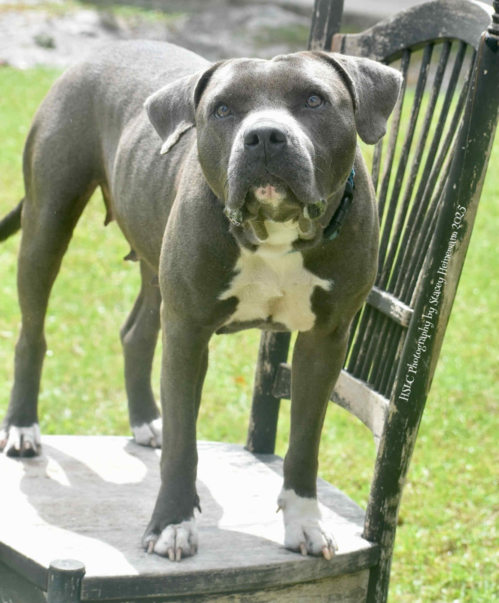 Edna *Trained*, a Adoptable mixed breed in Umatilla, FL image 6/6