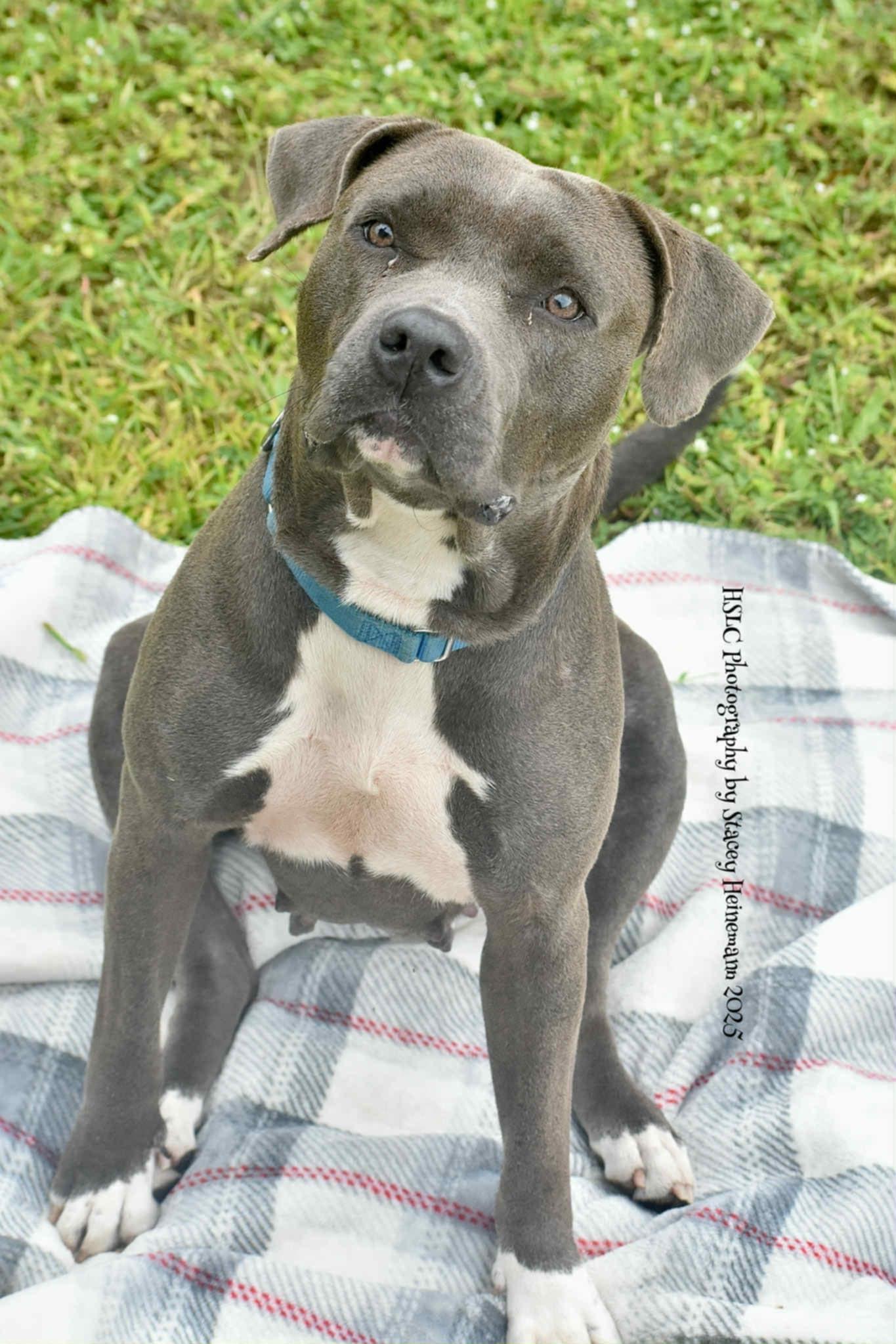 Edna *Trained*, a Adoptable mixed breed in Umatilla, FL image 2/6