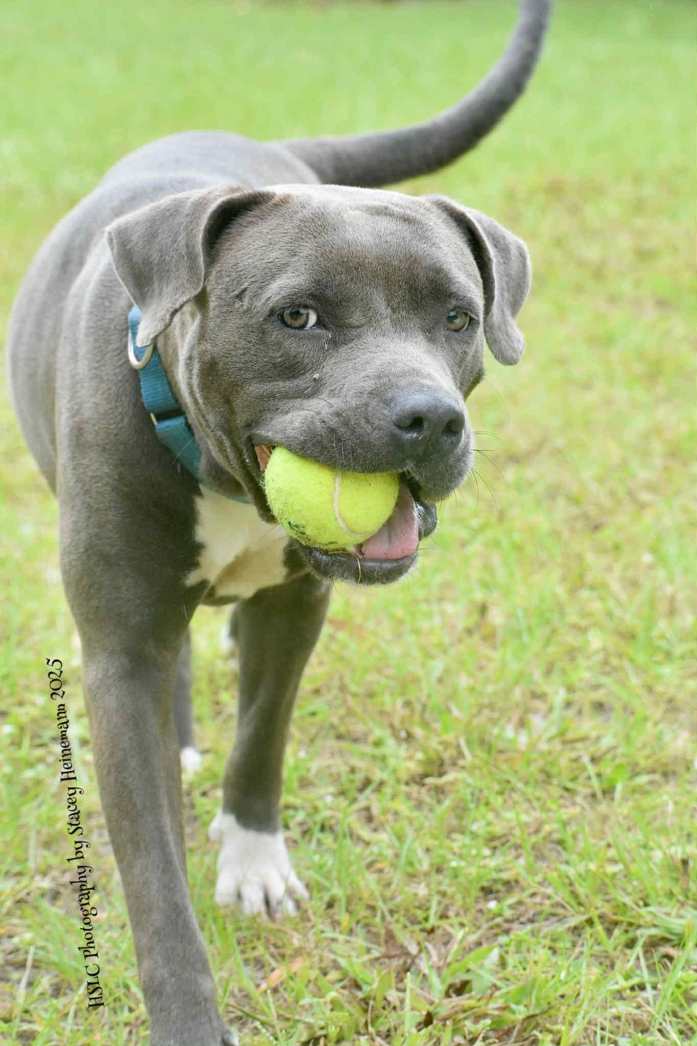 Edna *Trained*, a Adoptable mixed breed in Umatilla, FL image 5/6