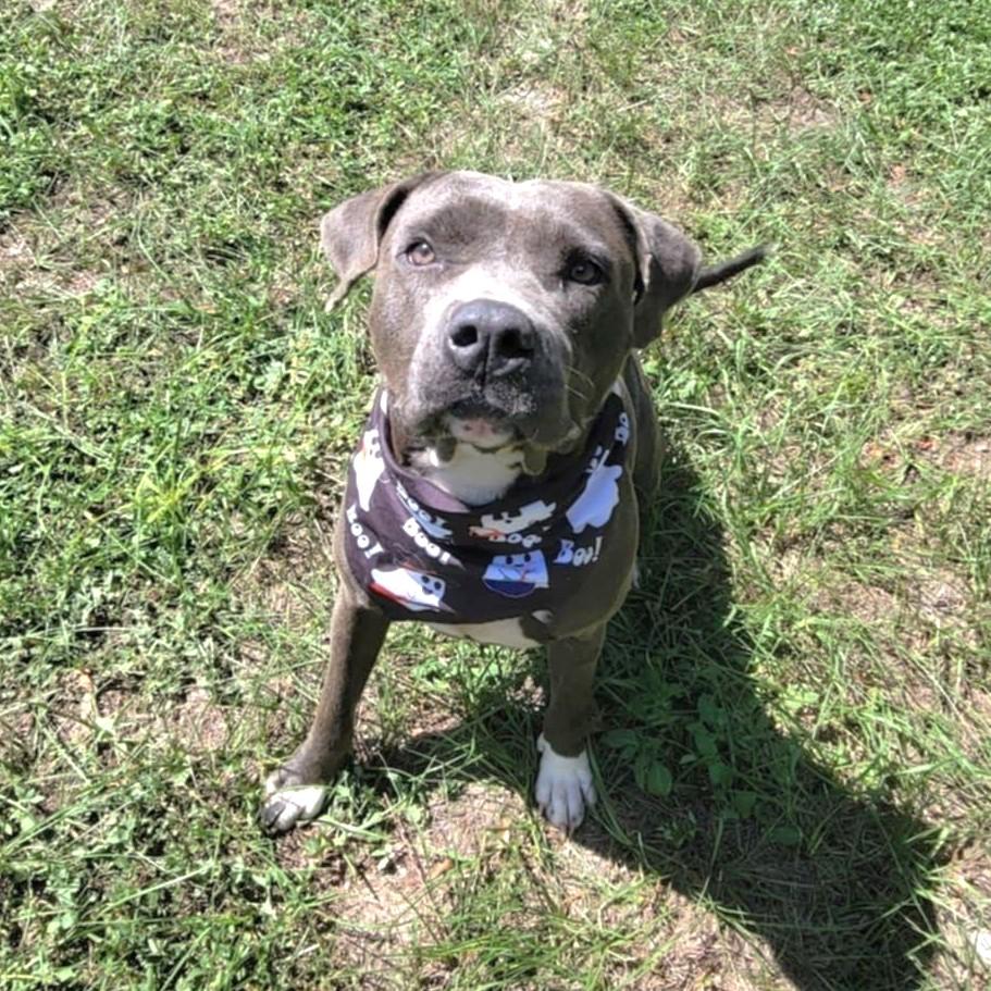 Edna *Trained*, a Adoptable mixed breed in Umatilla, FL image 3/6