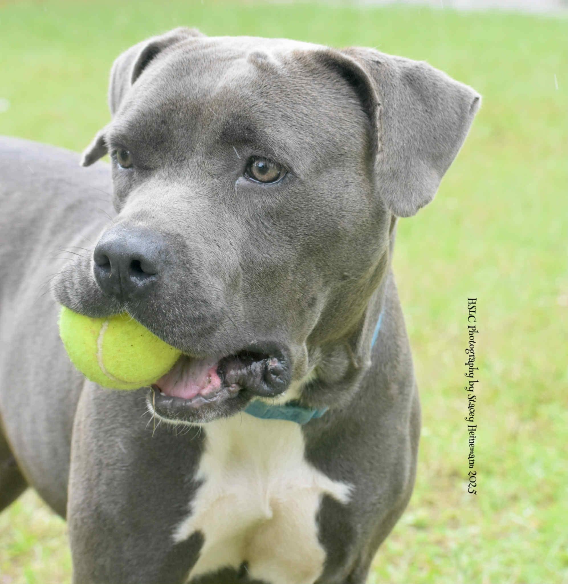 Edna *Trained*, a Adoptable mixed breed in Umatilla, FL image 1/6