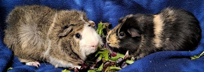 Enlarge Pinto, a ADOPTABLE Short-Haired in Gary, IN image 1/1