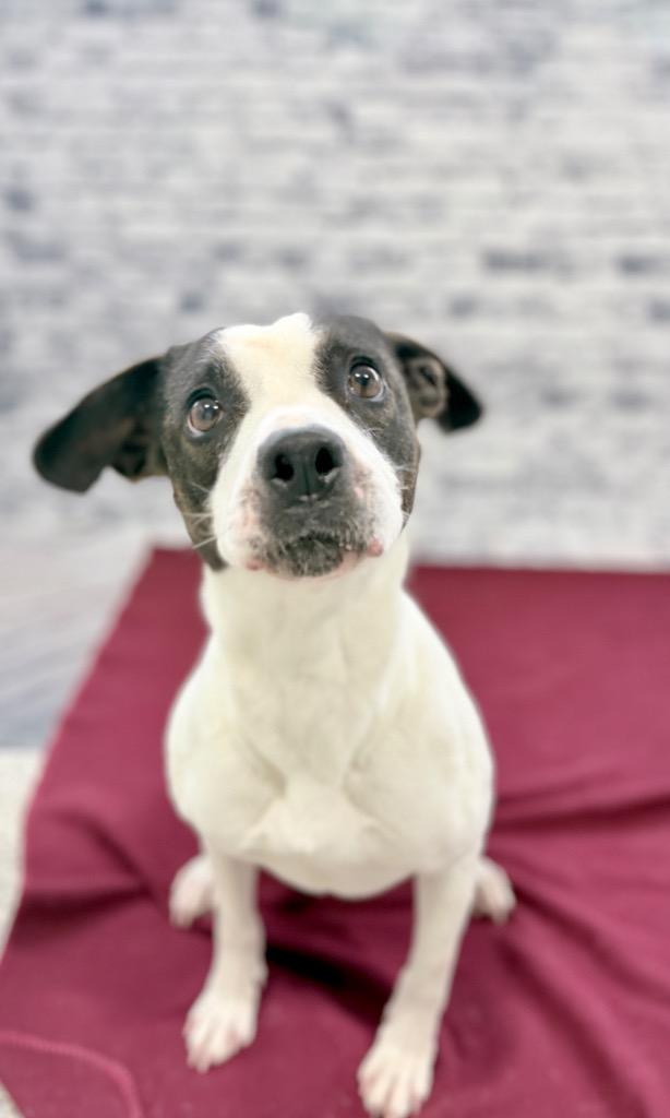 Shea, Adoptable, Young Female Mixed Breed.