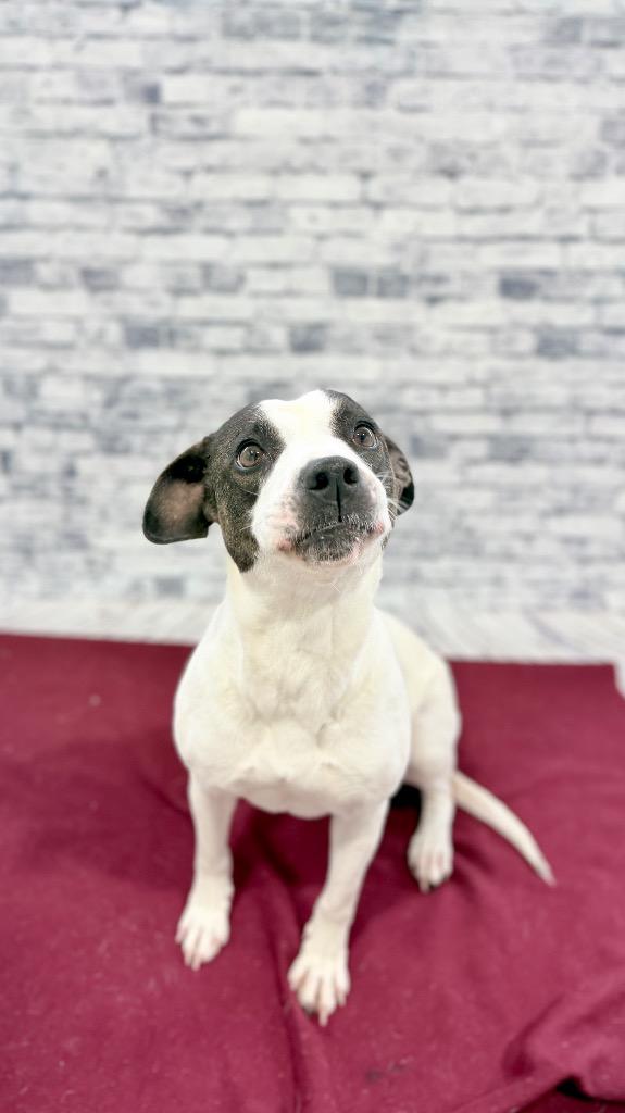 Enlarge Shea, a Adoptable Mixed Breed in Muskegon, MI image 2/4