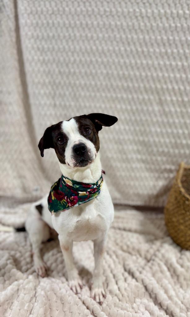 Enlarge Shea, a Adoptable Mixed Breed in Muskegon, MI image 3/4