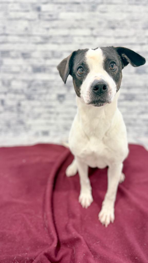 Enlarge Shea, a Adoptable Mixed Breed in Muskegon, MI image 4/4