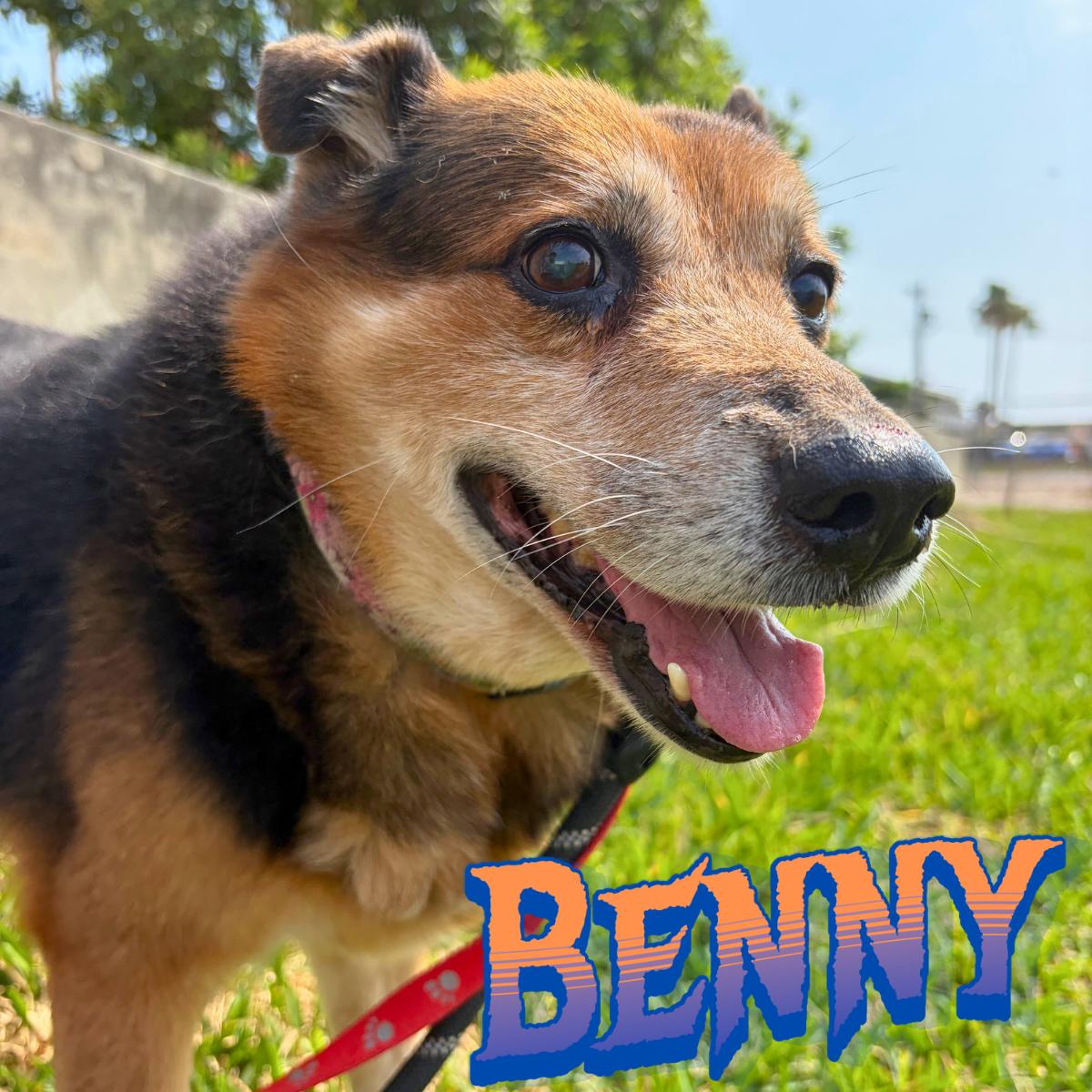 Enlarge Benny, a ADOPTABLE Shepherd in South Padre Island, TX image 1/1