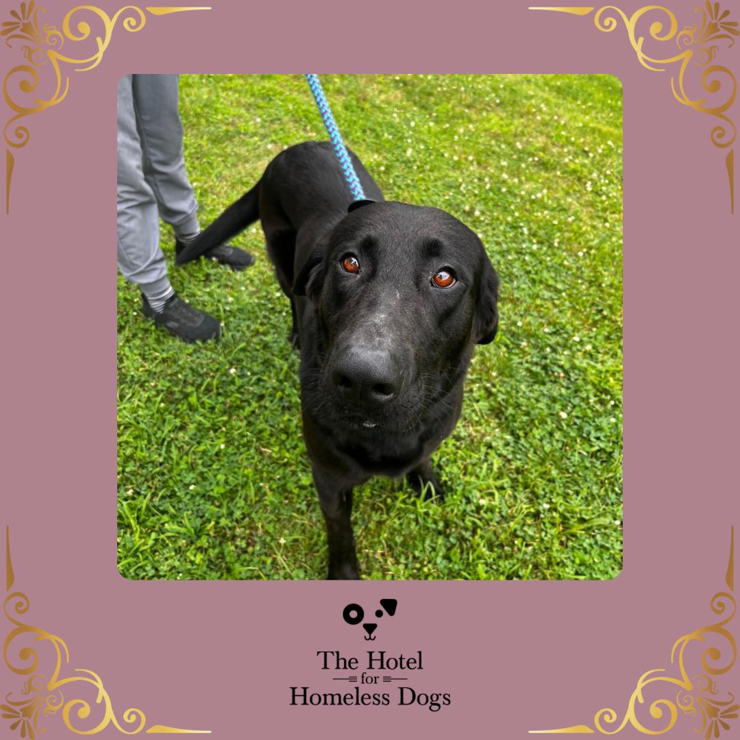 Gracie, Adult Female Black Labrador Retriever