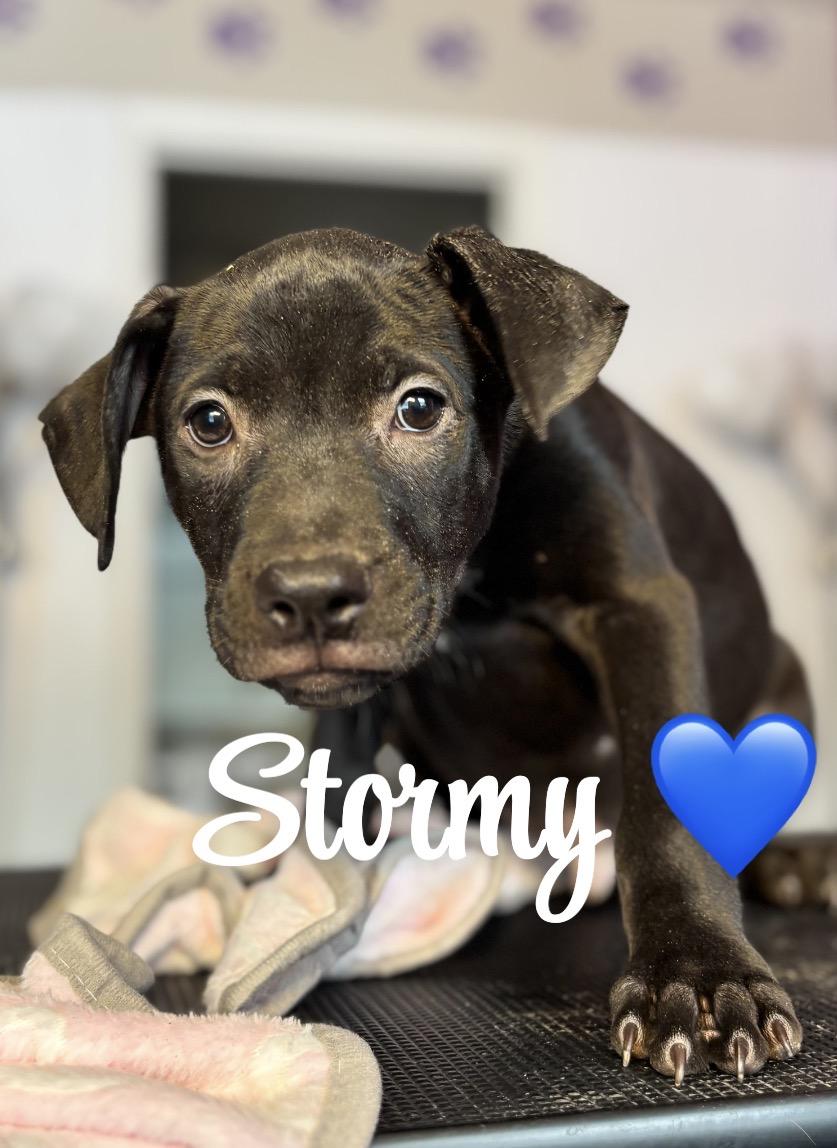 Enlarge Stormy, a ADOPTABLE mixed breed in Felton, PA image 1/1