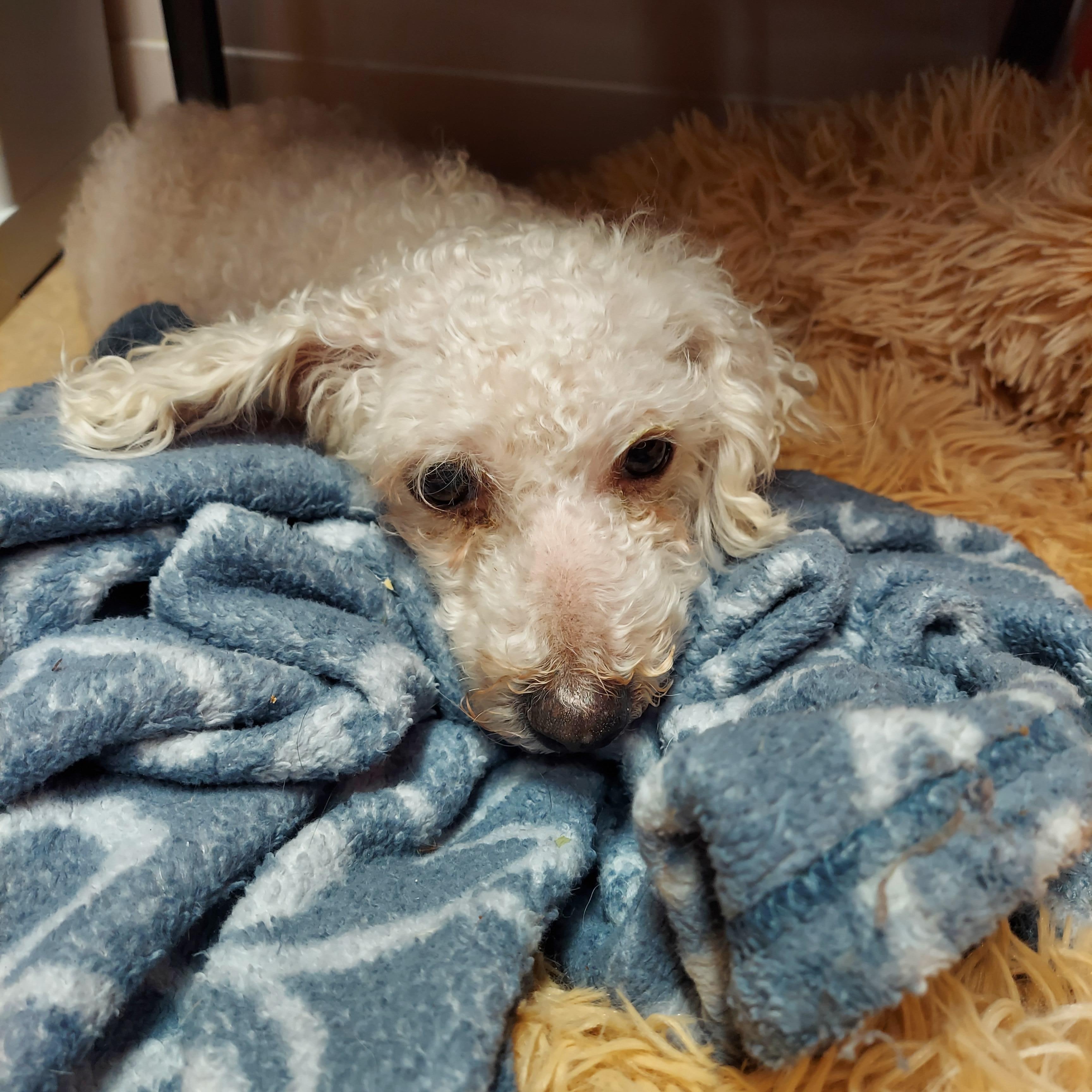 #16 Molly, adopted, Senior Female Poodle (Toy).