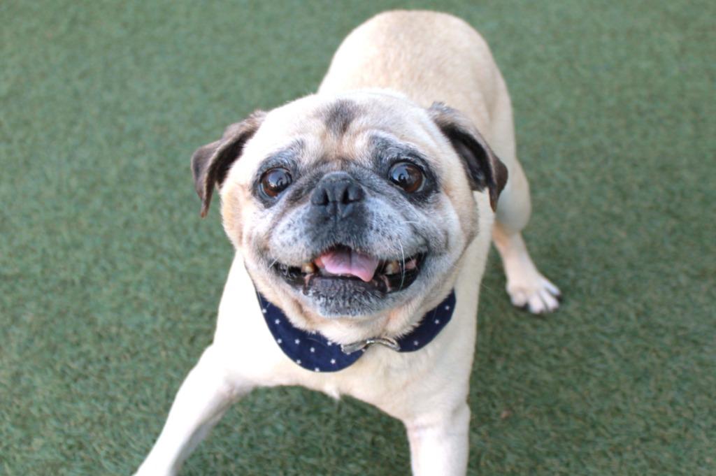 Gilley *special needs*, Adoptable, Adult Male Pug.