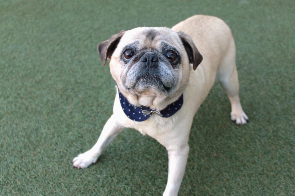 Enlarge Gilley *special needs*, a Adoptable Pug in Gardena, CA image 3/6