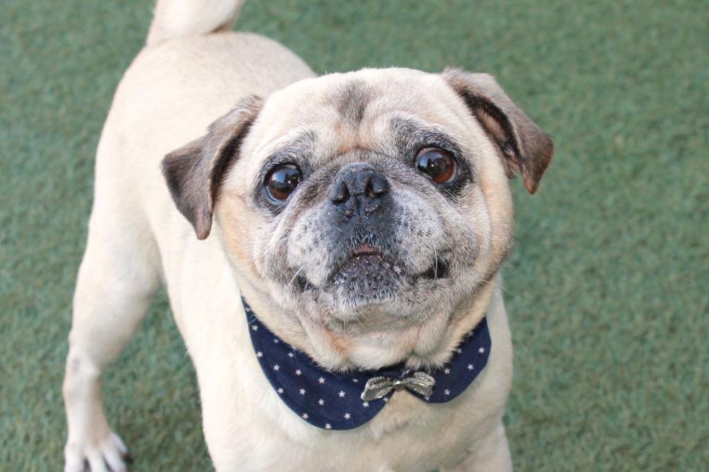 Enlarge Gilley *special needs*, a Adoptable Pug in Gardena, CA image 5/6
