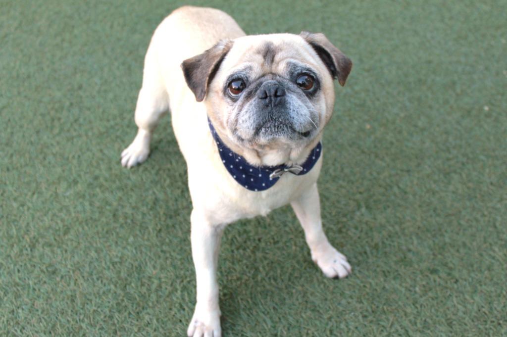 Enlarge Gilley *special needs*, a Adoptable Pug in Gardena, CA image 6/6