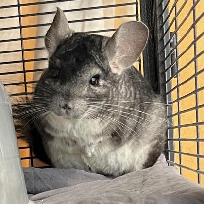 Enlarge Chimichanga, a Adoptable mixed breed in Madison, WI image 1/3